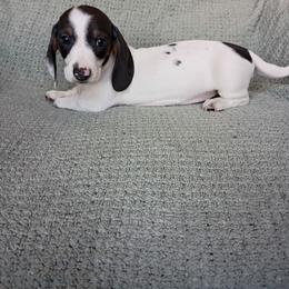 Boy 1 - Gray (blue) and tan male Dachshund puppy in Gracemont, Oklahoma from Frank's Mini Doxies