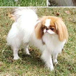 Sweetie - Japanese Chin