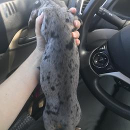 Dachshund Puppies from Hursh’s Hounds