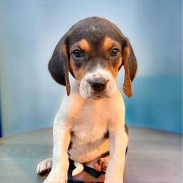Pink girl - Tri-colored female Treeing Walker Coonhound puppy in Lovelady, Texas from 3 Color Kennel