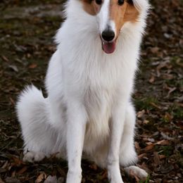 Collies from Sterling Steele Collies