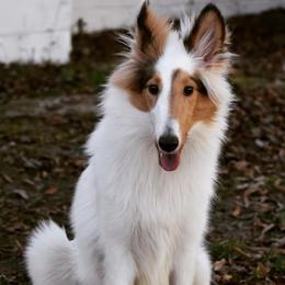 Collies from Sterling Steele Collies