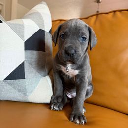PURPLE - Gray female Cane Corso puppy in Plymouth, California from The Dorado Ranch