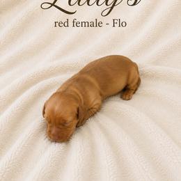 Flo - Red female Dachshund puppy in Indiantown, Florida from Turquoise River Minature Dachshunds
