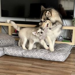 Alaskan Malamute Puppies from Alpenglow Alaskan Malamutes