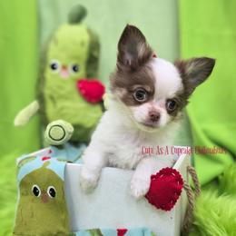 Cannoli 3200 Ready Now - Chocolate and white male Chihuahua puppy in Piqua, Kansas from Cute As A Cupcake Chihuahuas