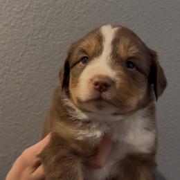 Suki - Red tri female Miniature Australian Shepherd puppy in North Lakeport, California from Wild Rose Ranch