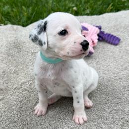 Sky show potential - White and black female Dalmatian puppy in Newfoundland, Pennsylvania from Poconopaws