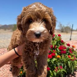 Kittie - Red  female Goldendoodle puppy in Tonopah, Arizona from DJ’s Doodles