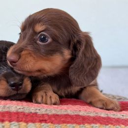 BROOKE (AKC) - Chocolate and tan female Dachshund puppy in Valley Springs, California from Renberg's Elite Dachshunds