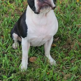 Pearl - Boston Terrier