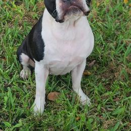 Pearl - Boston Terrier