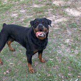 Sabrina  - Rottweiler