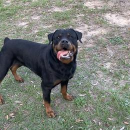 Sabrina  - Rottweiler