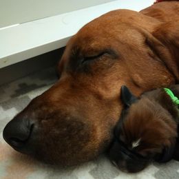 Redbone Coonhound Puppies from Helper Hounds