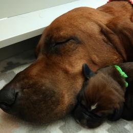 Redbone Coonhound Puppies from Helper Hounds