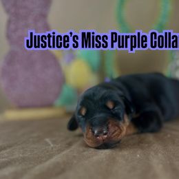 Doberman Pinscher puppies from Tx Pups