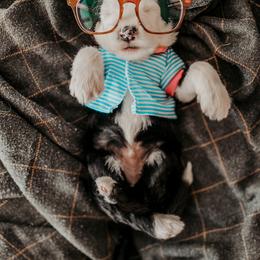 Sheepadoodle Puppies from DOODCompany