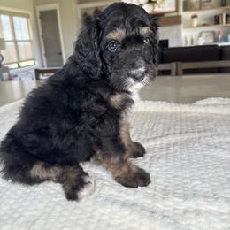 Magenta Collar - Tri-color female Bernedoodle puppy in Indiahoma, Oklahoma from Farm Fresh Doodles