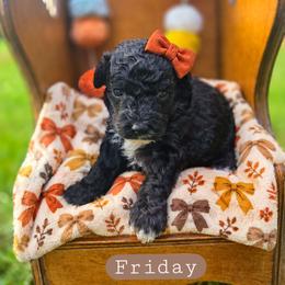 Friday-can Christmas hold - female Cavapoochon puppy in Bullard, Texas from Cavapoochon Central LLC