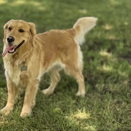 Creole - Golden Retriever