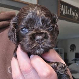Mochi - Brown female Cocker Spaniel puppy in Fresno, California from Carvajal Cockers