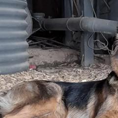 German Shepherds from Arbeiten Madchen