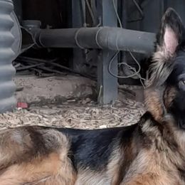 German Shepherds from Arbeiten Madchen