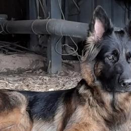 German Shepherds from Arbeiten Madchen