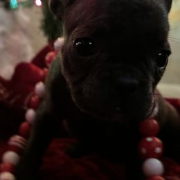 French Bulldogs and Miniature Australian Shepherds from Thornquest