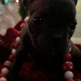 French Bulldogs and Miniature Australian Shepherds from Thornquest