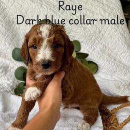 Cavalier King Charles Spaniel and Goldendoodle Puppies from Buck's pups