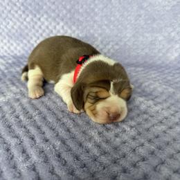 AKC red female - Brown white and tan female Beagle puppy in Shelley, Idaho from Idaho Beagles