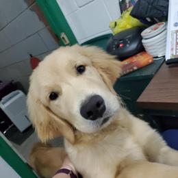 English Setter, Golden Retriever, and Gordon Setter Puppies from Katherine Lirette