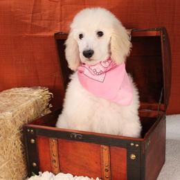 Brioche - Cream female Poodle puppy in Peyton, Co, Usa, Colorado from Peyton Poodles