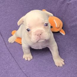 French Bulldog Puppies from MiAdorableFrenchies