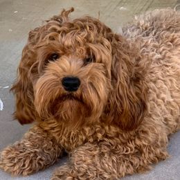 Cleaver - Cockapoo