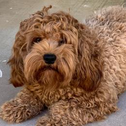 Cleaver - Cockapoo