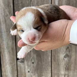 Girl 1 - Fawn and white female American Corgi puppy in Sedgewickville, Missouri from Rawson Ridge Corgis