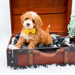 Kyla - Red  female Goldendoodle puppy in North Carolina from NC Doodle Puppies