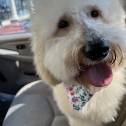 Fallon - Goldendoodle