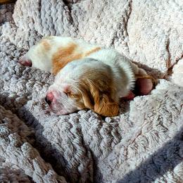 Ms. Hayes - Lemon and white female Basset Hound puppy in Big Rapids, Michigan from Basket Hound Bassets