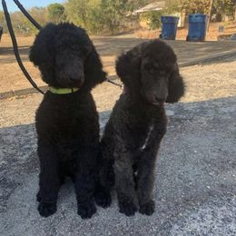 Poodles from Two Heart Kennel