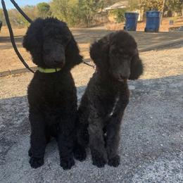 Poodles from Two Heart Kennel