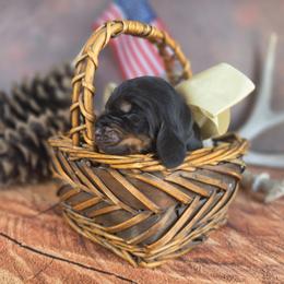 Royal Blue - Black and tan male Black and Tan Coonhound puppy in Ephraim, Utah from Wanderlust Coonhounds
