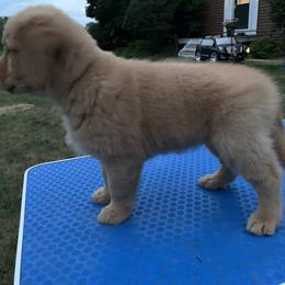 Golden Retriever Puppies from Lake Champlain Goldens