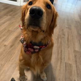 Vader - Golden Retriever