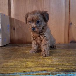 Hillary - Sable female Yorkipoo puppy in Terrell, Texas from Ashley Nicole Ranch