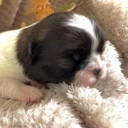 Girl 4 - Sable and white female Japanese Chin puppy in Davisville, Missouri from Uniquely Yours, Shelly’s Japanese Chins