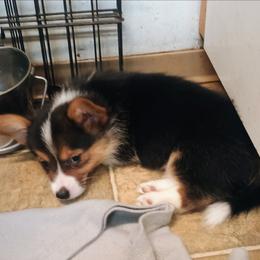 Eagle - Black and tan female American Corgi puppy in Ellensburg, Washington from Faery Mount Farm